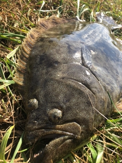 ヒラメの釣果