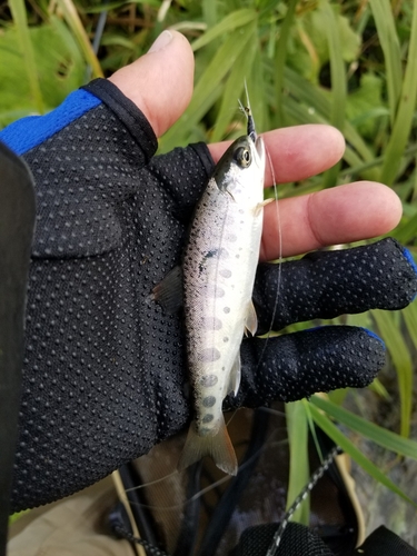 ヤマメの釣果