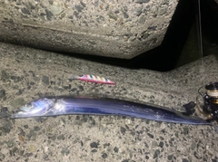 タチウオの釣果