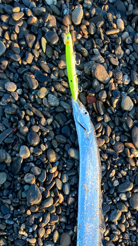 タチウオの釣果