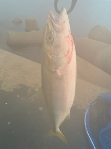 イナダの釣果