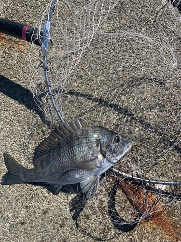 チヌの釣果