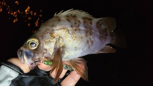 メバルの釣果