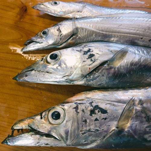 タチウオの釣果