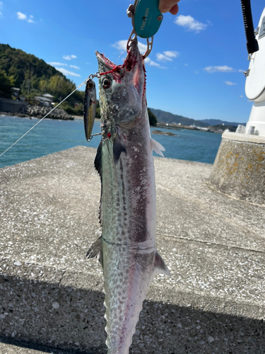 サワラの釣果