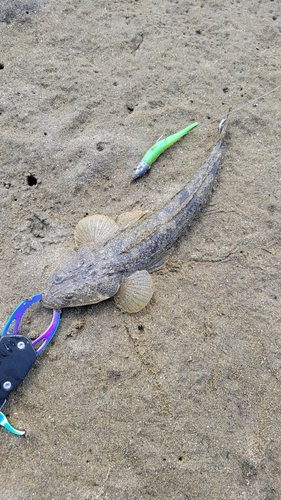 マゴチの釣果