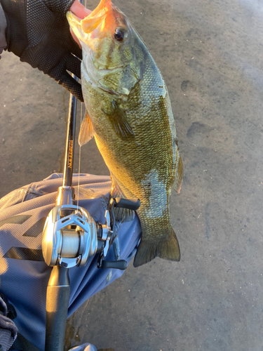 スモールマウスバスの釣果