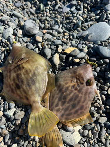 カワハギの釣果