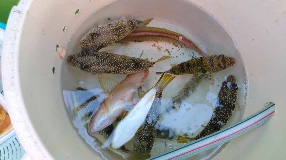 ゆなちゃんさんの釣果 2枚目の画像