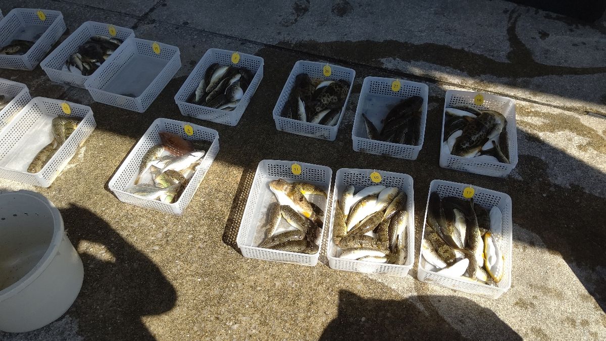 ゆなちゃんさんの釣果 3枚目の画像