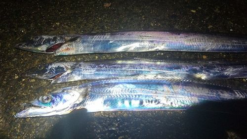 タチウオの釣果