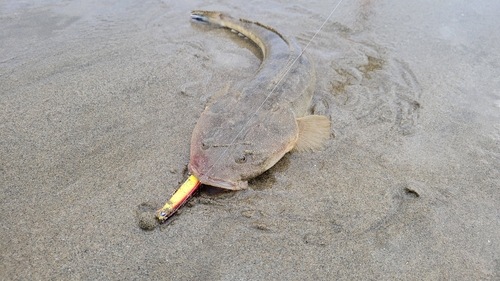 マゴチの釣果