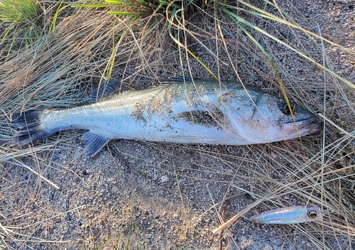 スズキの釣果