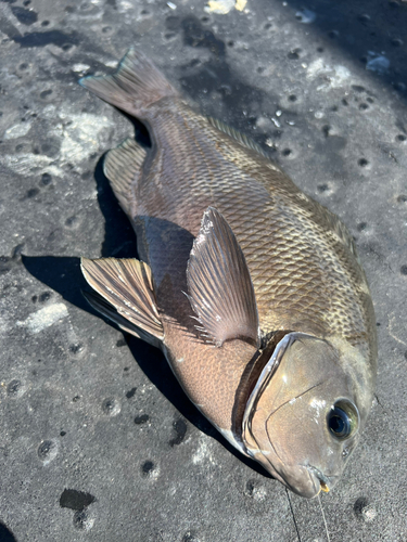 グレの釣果