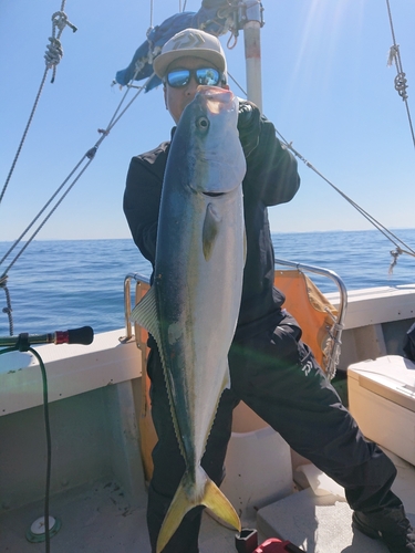 ブリの釣果