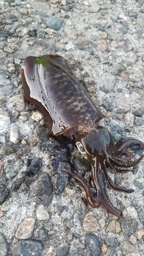 アオリイカの釣果