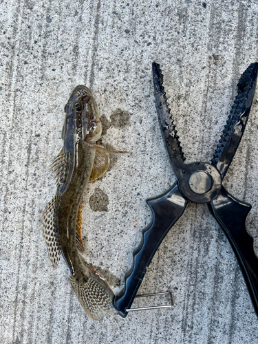 マハゼの釣果