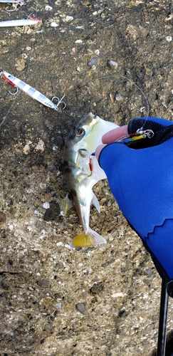 シロサバフグの釣果