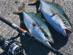 ハマチの釣果