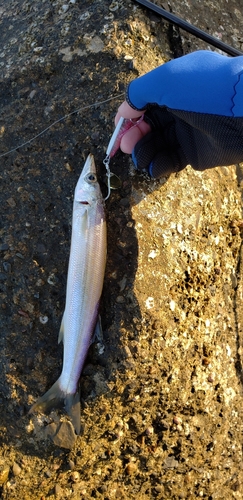 カマスの釣果