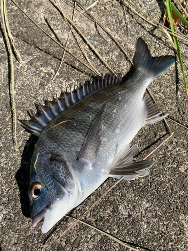 チヌの釣果