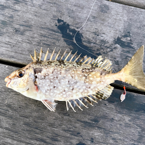 アイゴの釣果