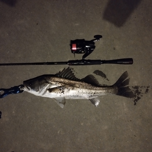 フッコ（マルスズキ）の釣果