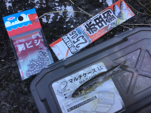 タカハヤの釣果