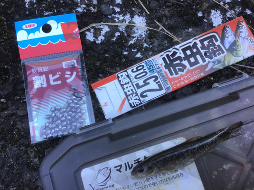 タカハヤの釣果