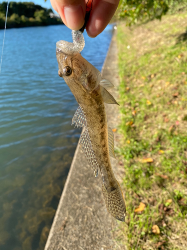 ハゼの釣果