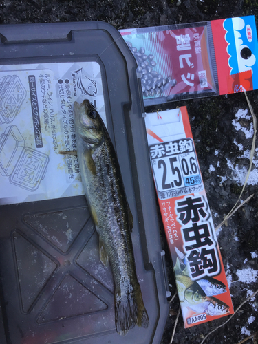 タカハヤの釣果