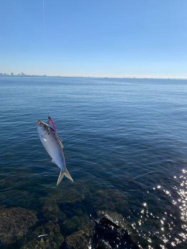 コノシロの釣果