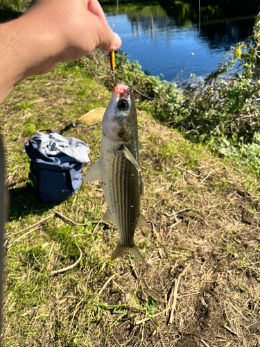 ボラの釣果