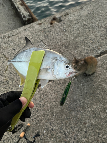 ギンガメアジの釣果