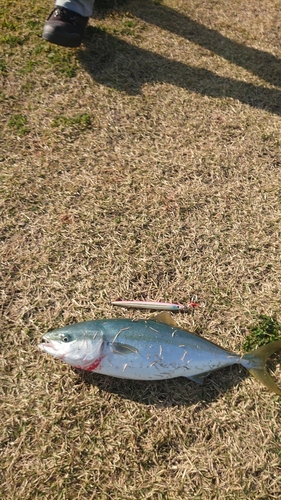 イナダの釣果