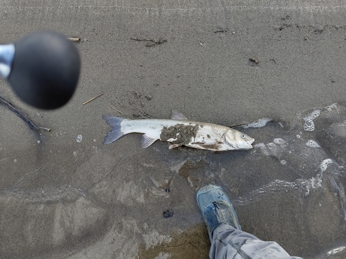 ニゴイの釣果