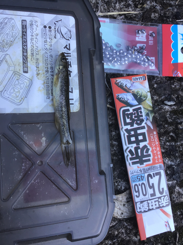 タカハヤの釣果