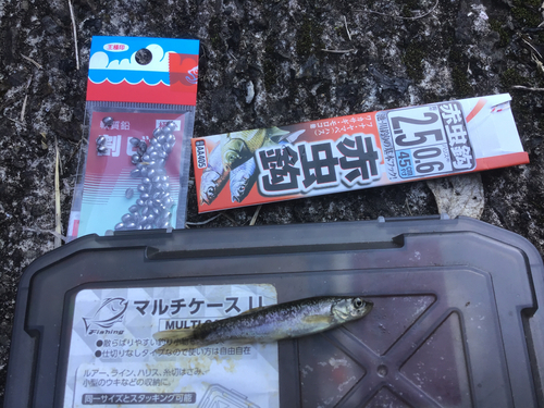 タカハヤの釣果