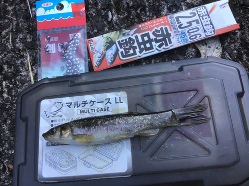 タカハヤの釣果