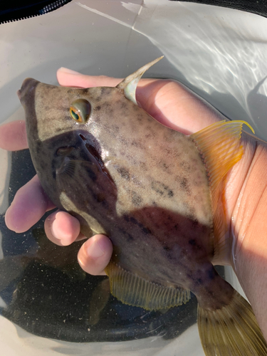 カワハギの釣果