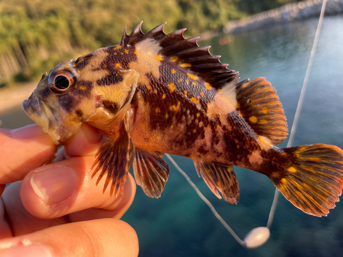 オウゴンムラソイの釣果