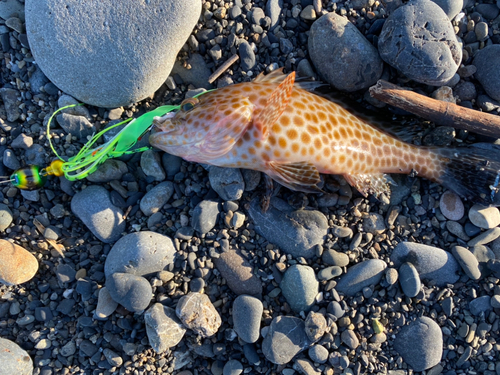 オオモンハタの釣果