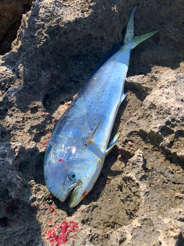 シイラの釣果