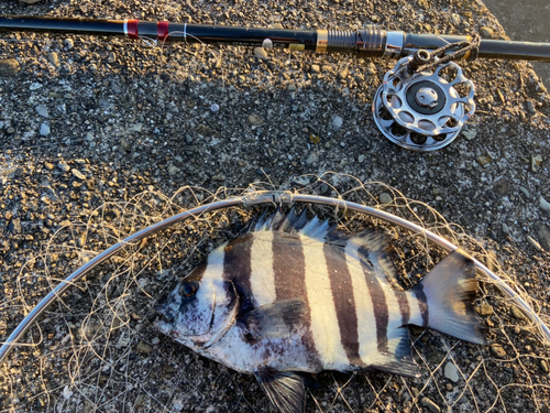 サンバソウの釣果