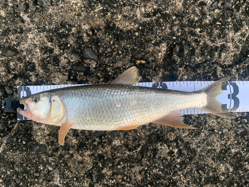 ハスの釣果