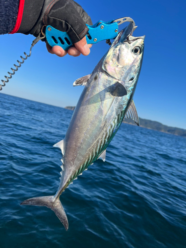 カツオの釣果