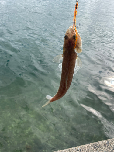 エソの釣果