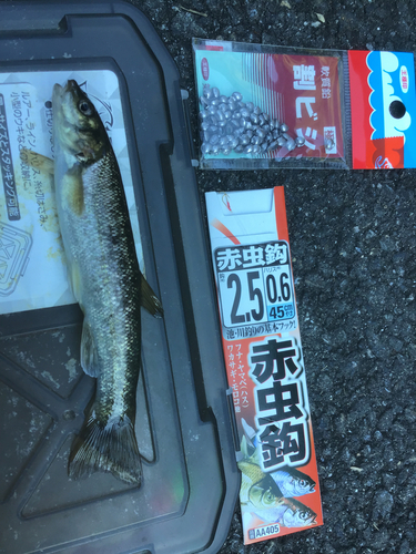 タカハヤの釣果