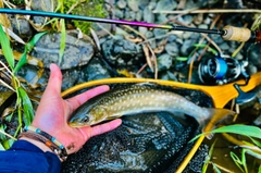 アメマスの釣果