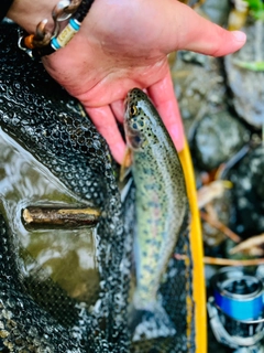 ニジマスの釣果